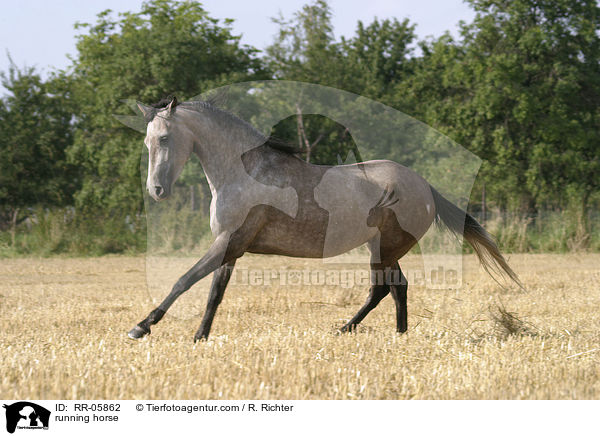 Paso Fino im Galopp / running horse / RR-05862