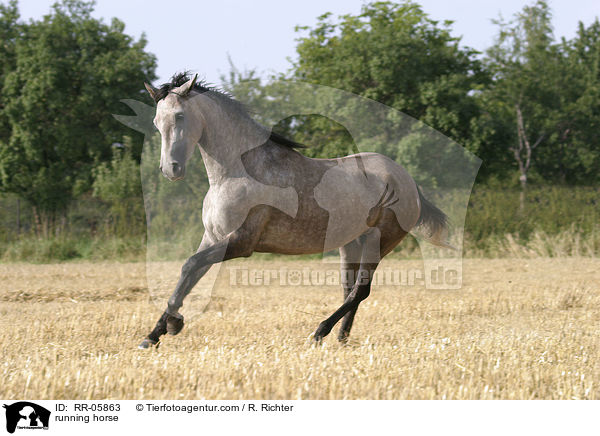 Paso Fino im Galopp / running horse / RR-05863
