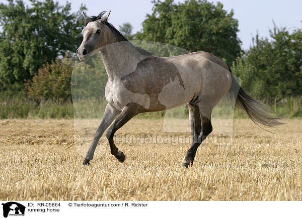 Paso Fino im Galopp / running horse / RR-05864
