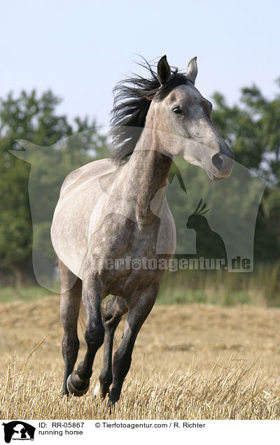 Paso Fino im Galopp / running horse / RR-05867