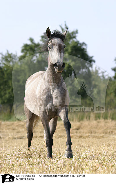 Paso Fino im Galopp / running horse / RR-05868