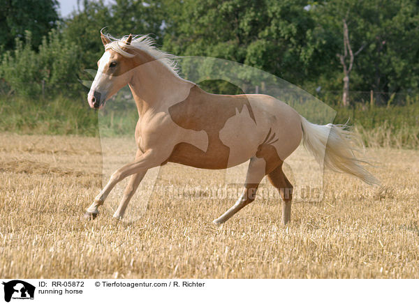 Paso Fino im Galopp / running horse / RR-05872