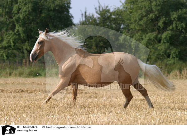 Paso Fino im Galopp / running horse / RR-05874