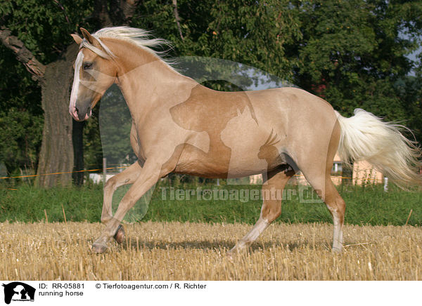 Paso Fino im Galopp / running horse / RR-05881