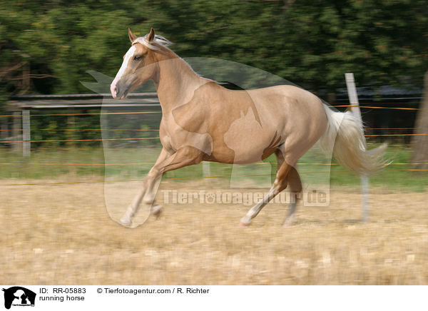 Paso Fino im Galopp / running horse / RR-05883
