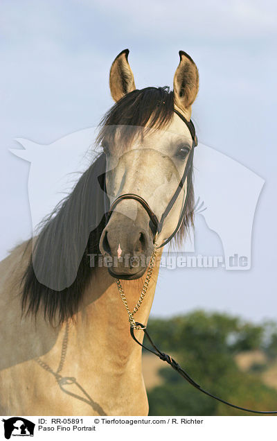 Paso Fino Portrait / Paso Fino Portrait / RR-05891