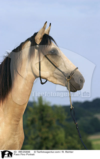 Paso Fino Portrait / Paso Fino Portrait / RR-05896