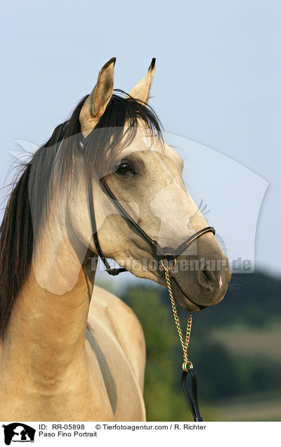 Paso Fino Portrait / Paso Fino Portrait / RR-05898