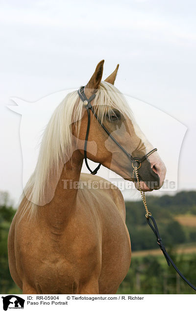 Paso Fino Portrait / Paso Fino Portrait / RR-05904