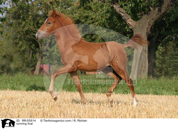 Paso Fino Fohlen in Bewegung / running foal / RR-05914