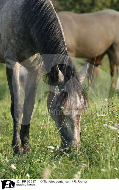 grasendes Pferd / grazing horse / RR-05917