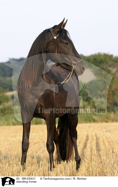 stehender Paso Fino / standing horse / RR-05931