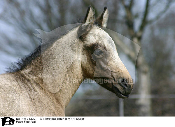 Paso Fino Fohlen / Paso Fino foal / PM-01232