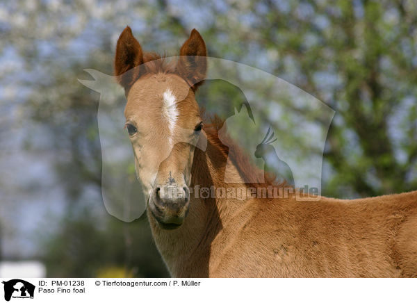 Paso Fino Fohlen / Paso Fino foal / PM-01238