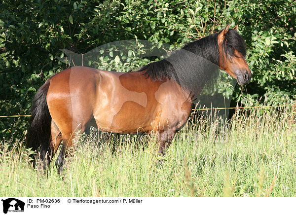 Paso Fino / Paso Fino / PM-02636