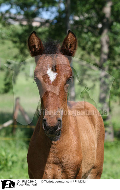 Paso Fino Fohlen / Paso Fino foal / PM-02645