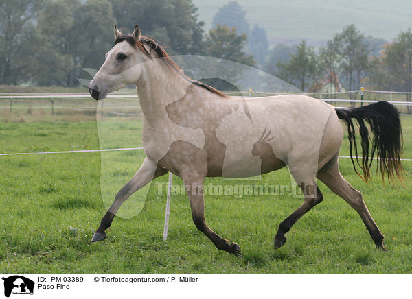 Paso Fino / Paso Fino / PM-03389