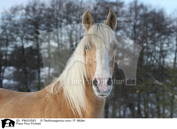 Paso Fino Portrait / Paso Fino Portrait / PM-03583