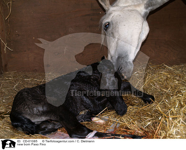 neu geborenes Paso Fino / new born Paso Fino / CD-01085