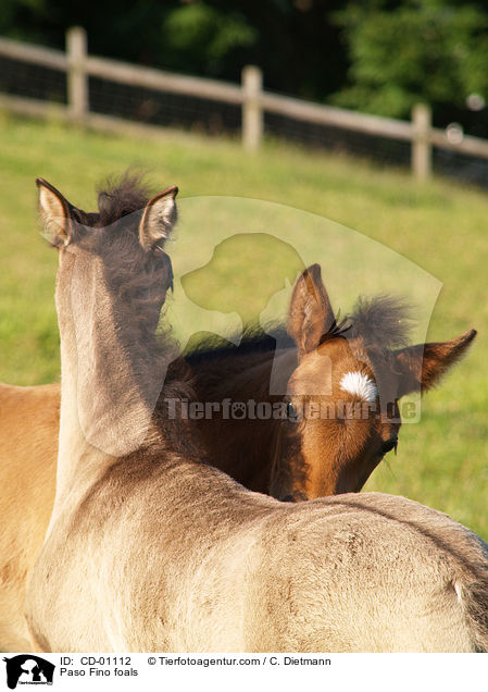 Paso Fino Fohlen / Paso Fino foals / CD-01112