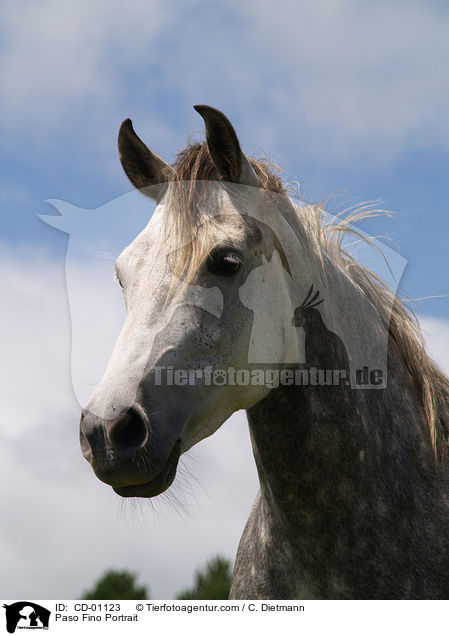 Paso Fino Portrait / CD-01123