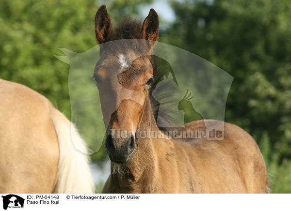 Paso Fino Fohlen / Paso Fino foal / PM-04148