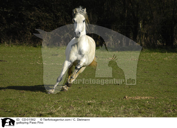 galoppierender Paso Fino / galloping Paso Fino / CD-01562