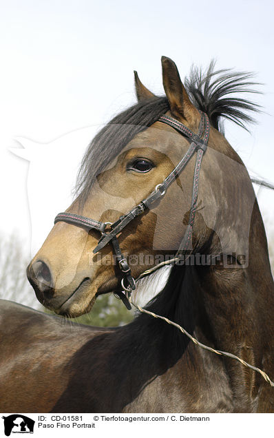 Paso Fino Portrait / Paso Fino Portrait / CD-01581