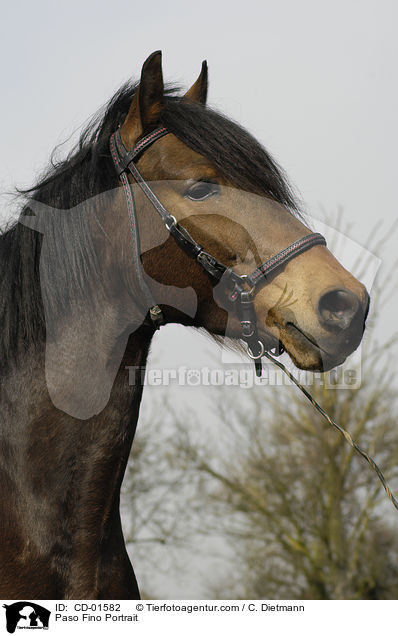 Paso Fino Portrait / Paso Fino Portrait / CD-01582