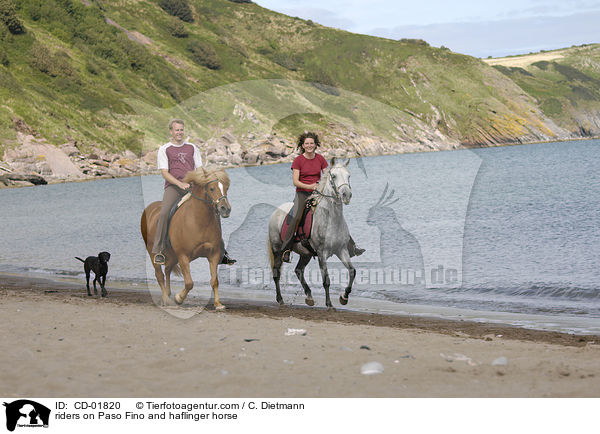 riders on Paso Fino and haflinger horse / CD-01820