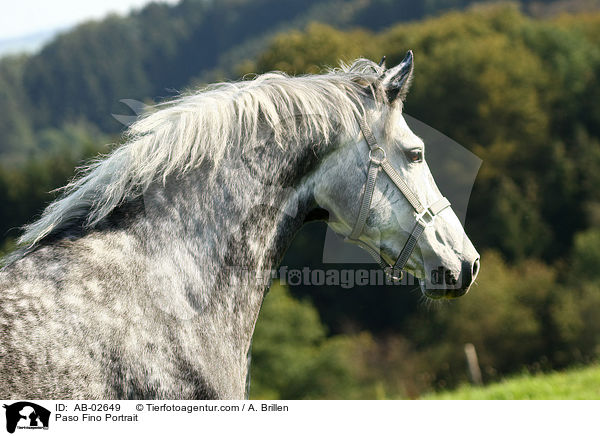 Paso Fino Portrait / Paso Fino Portrait / AB-02649