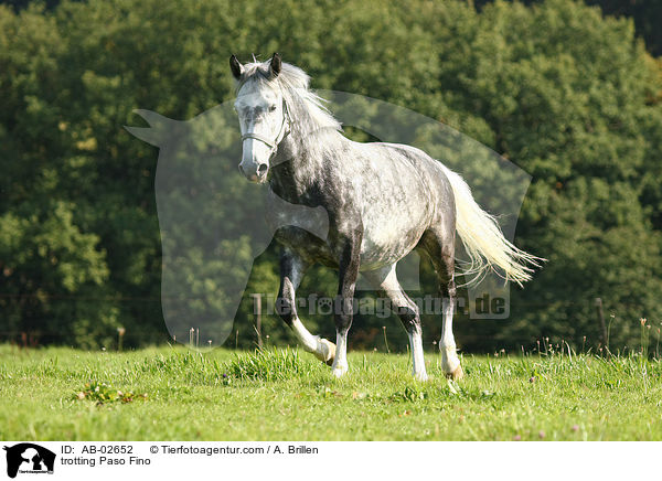 trabender Paso Fino / trotting Paso Fino / AB-02652