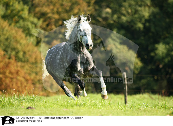 galoppierender Paso Fino / galloping Paso Fino / AB-02654