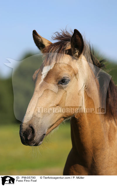 Paso Fino Foal / PM-05790