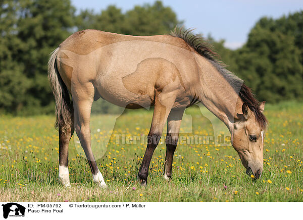 Paso Fino Foal / PM-05792