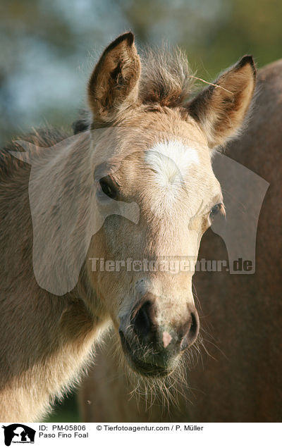 Paso Fino Foal / PM-05806