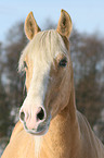 Paso Fino Portrait