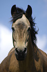 Paso Fino Portrait