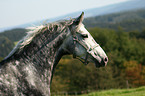 Paso Fino Portrait