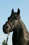 Paso Fino Portrait