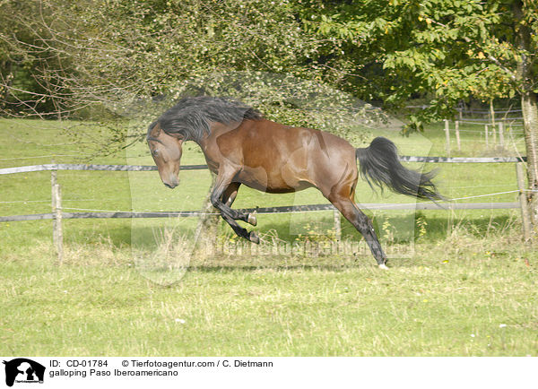 galoppierender Paso Iberoamericano / galloping Paso Iberoamericano / CD-01784