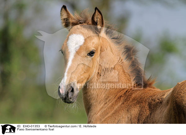 Paso Iberoamericano Fohlen / Paso Iberoamericano foal / EHO-01353