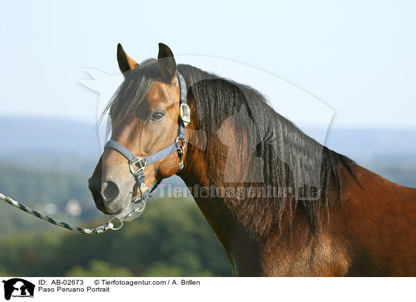 Paso Peruano Portrait / Paso Peruano Portrait / AB-02673