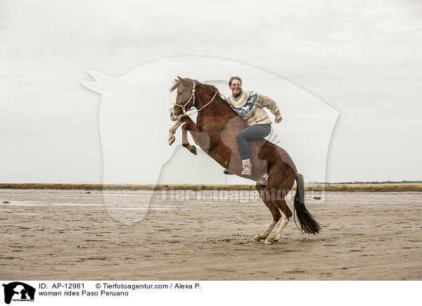 Frau reitet Paso Peruano / woman rides Paso Peruano / AP-12961