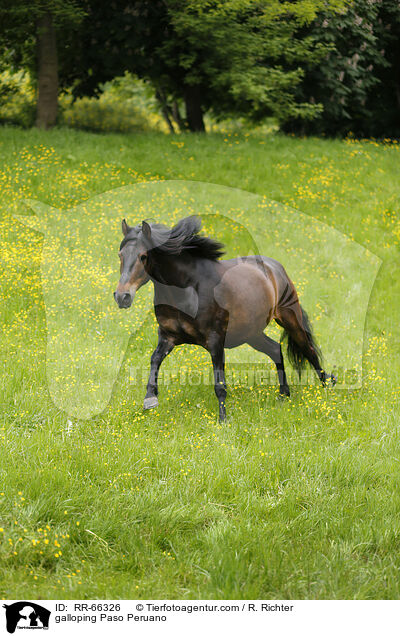 galoppierender Paso Peruano / galloping Paso Peruano / RR-66326