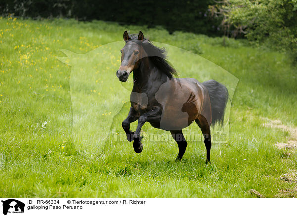 galloping Paso Peruano / RR-66334