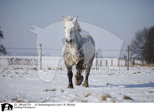 trabender Percheron / trotting Percheron / RR-40774