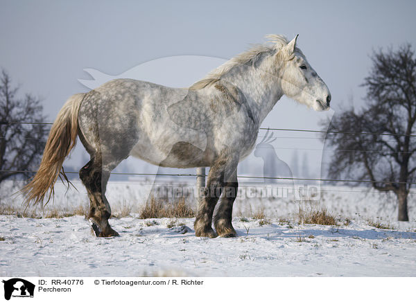 Percheron / Percheron / RR-40776