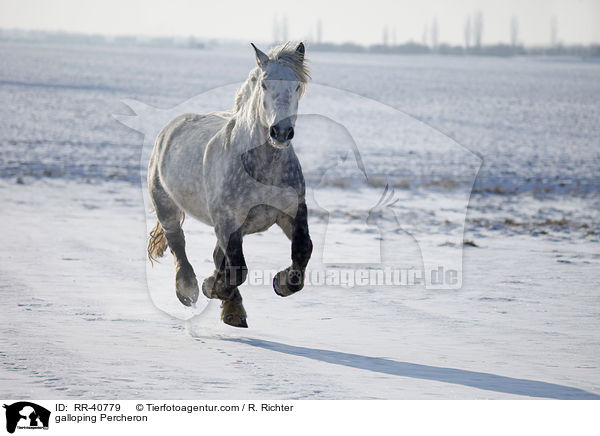 galoppierender Percheron / galloping Percheron / RR-40779