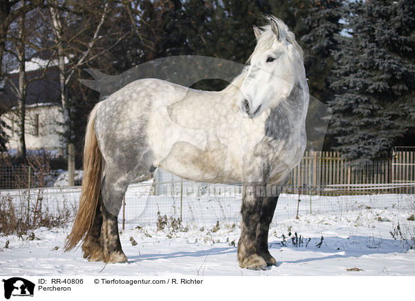 Percheron / Percheron / RR-40806